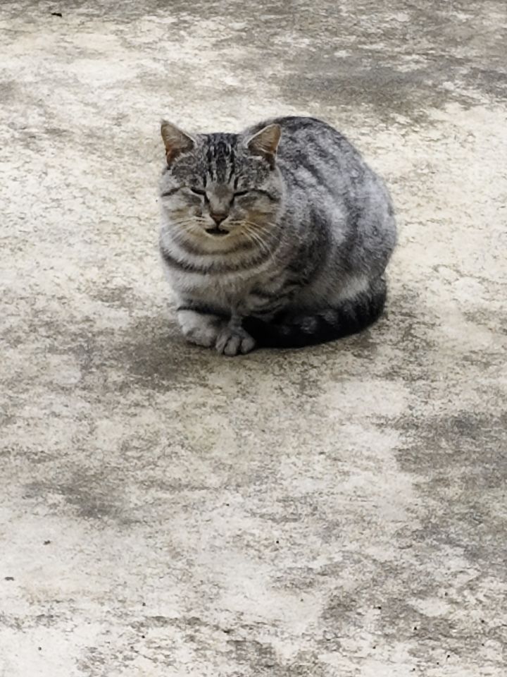 线下拍到的正宗猪咪截图