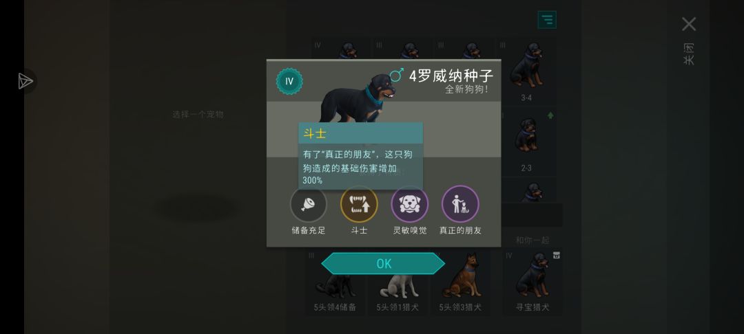 小毕业罗威纳 2