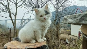 红，金物资价值，钥匙太多，不予统计🐭