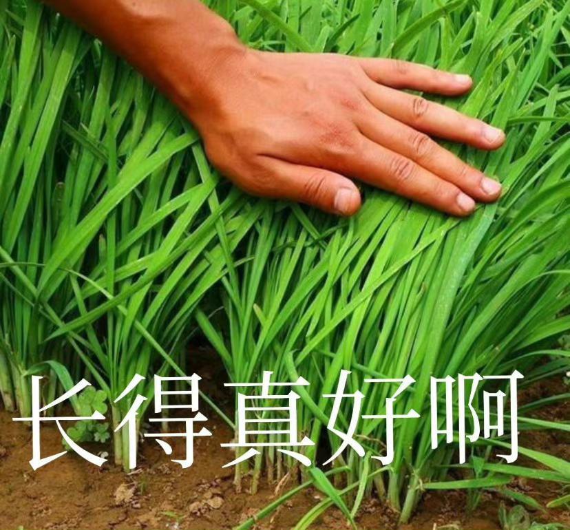 乐子忍速速集合 1