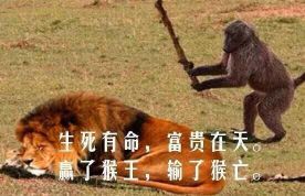 哪有赌狗天天输 2