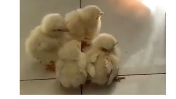 法师！靠传送门送死流打法过日子