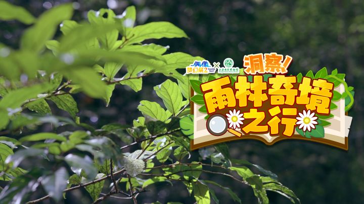 《偶像梦幻祭2》x 上海自然博物馆 联动PV公开截图