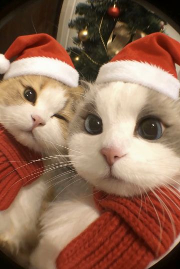 给官方提点意见