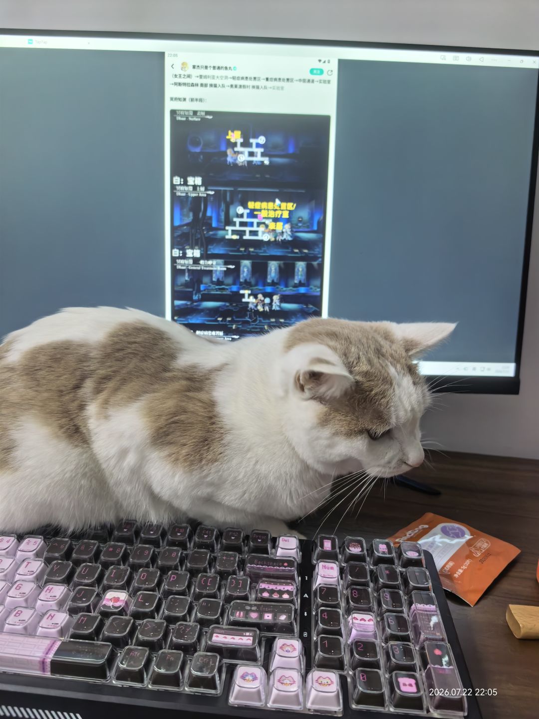 猫游和猫 1
