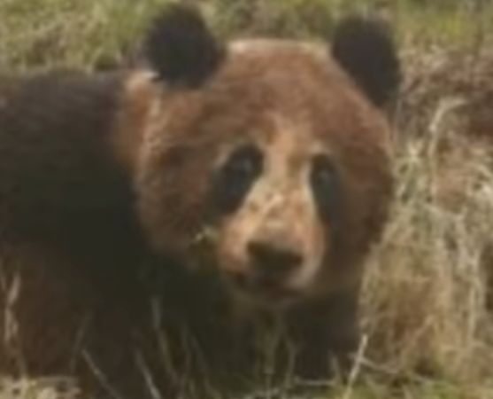 求助,找一款游戏 1