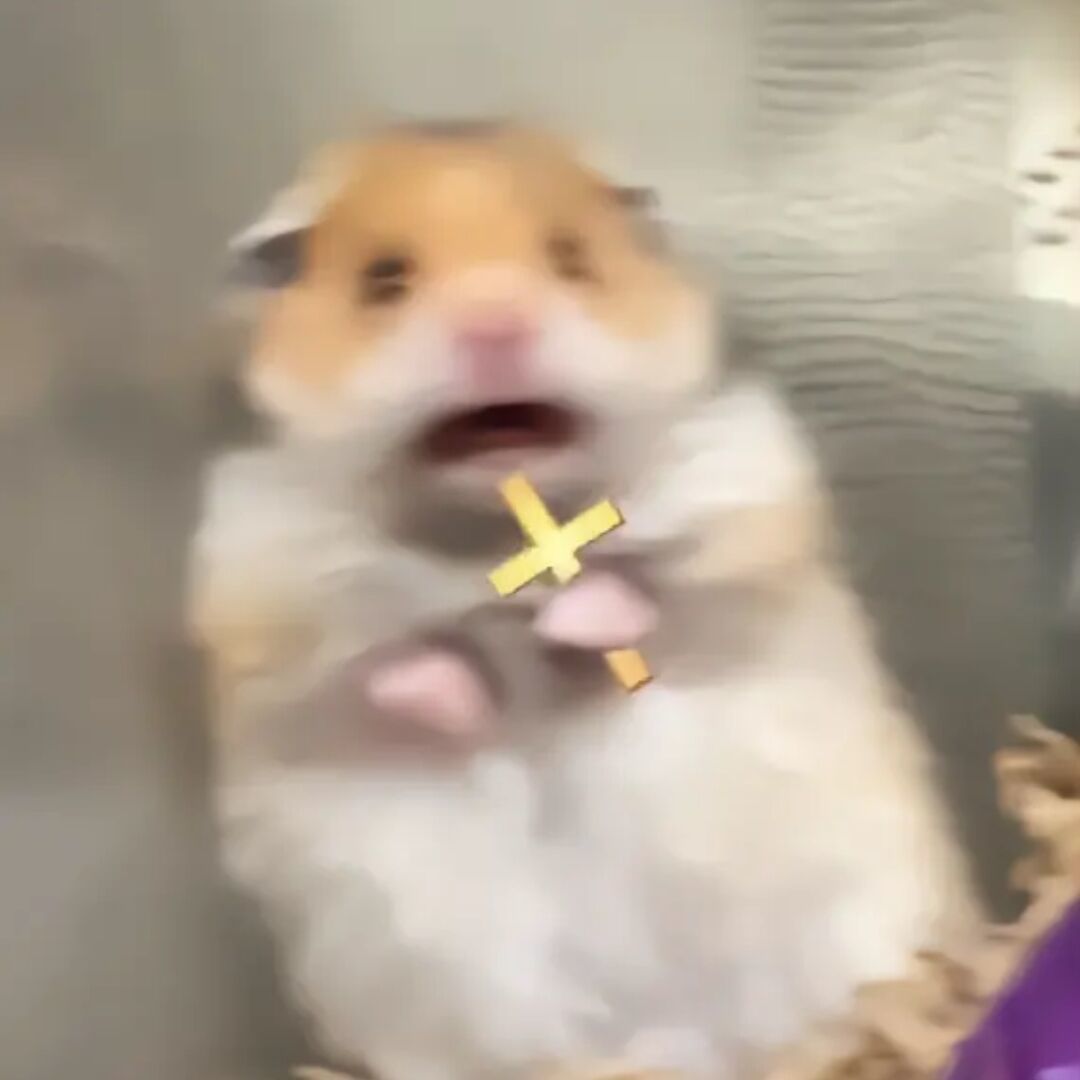 多点宠物我要狗狗 1