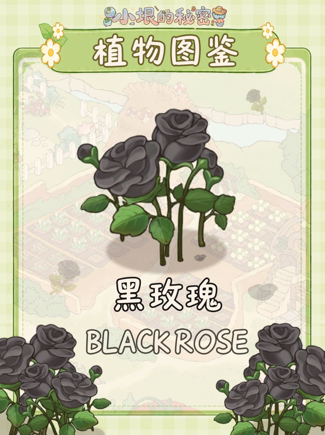 植物图鉴|黑玫瑰🖤 1