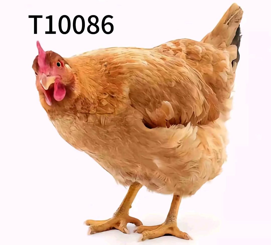 地球online削弱生物 3