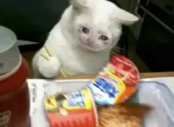 给新人推荐的几个宠