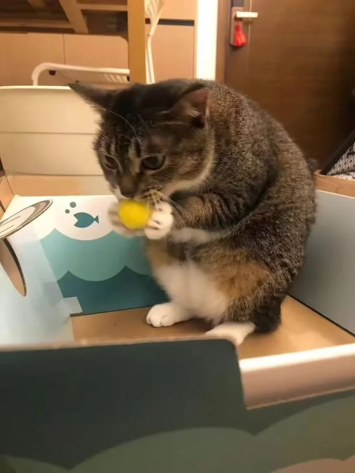萌新求带截图