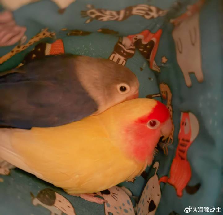 好喜欢岚岚#泪哥哥截图