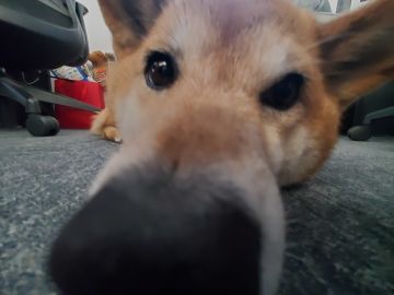 想新年的时候发点红包封面捏