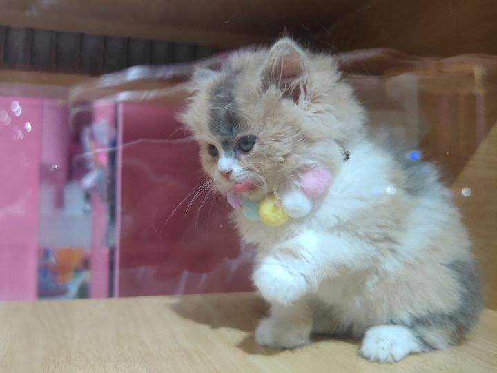 求助截图