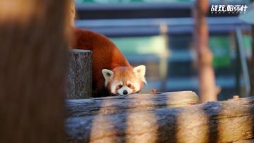 ★小熊猫“又又”生活影像★