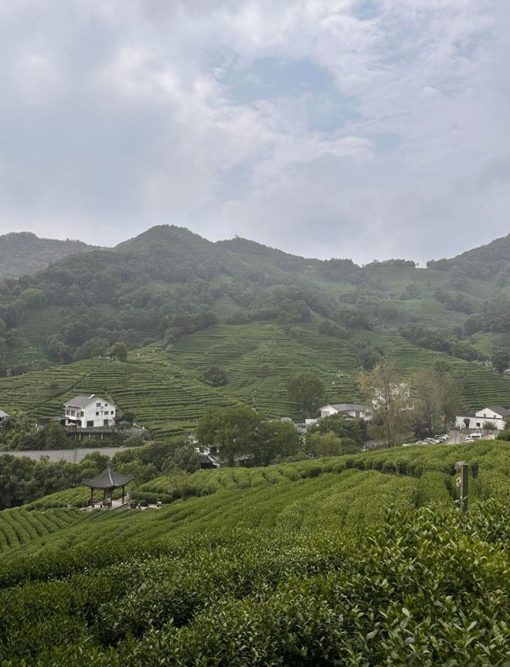 我想跟普罗米去杭州龙井村茶园,漫步漫山茶园,一起品尝清香龙井茶,度过悠闲惬意的小长假,感受山野间松弛治愈的氛围!#追逐卡蕾多截图