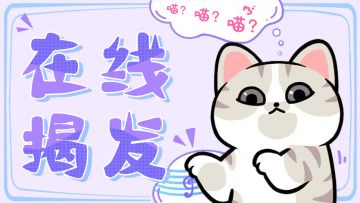 【三界趣闻】喵喵在线揭发研发摸鱼！