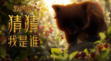 【野兽图鉴】前方“猛”熊出没，请接收可爱暴击！