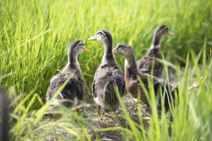 这城有良田真有一块田！🐣养鸡养鸭好惬意