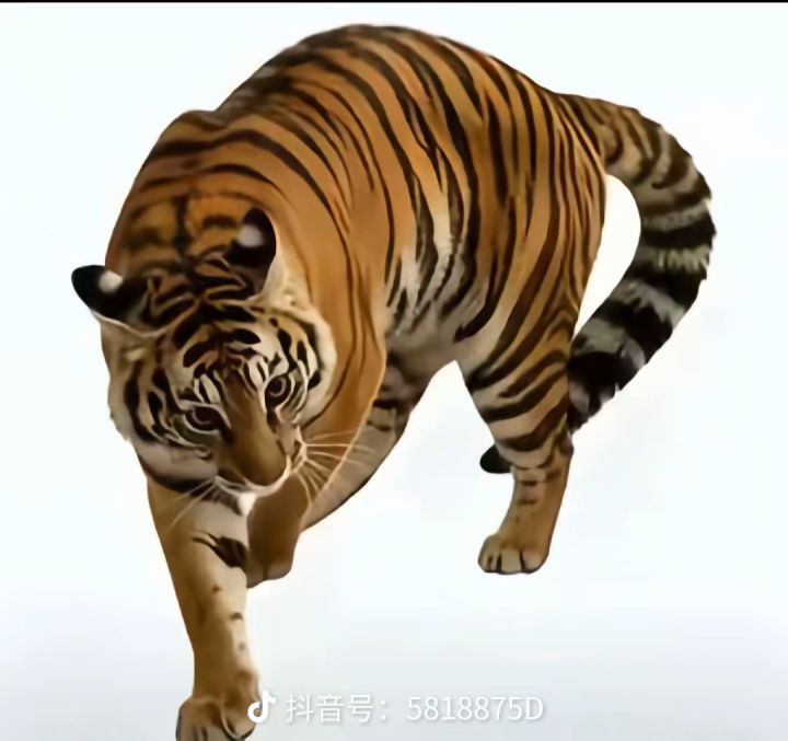 猛虎出笼截图