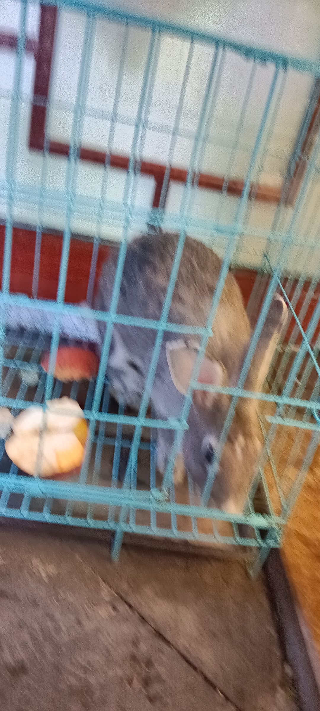 动态图片 1