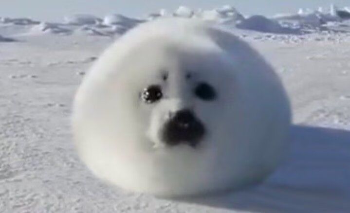 竖琴海豹……截图