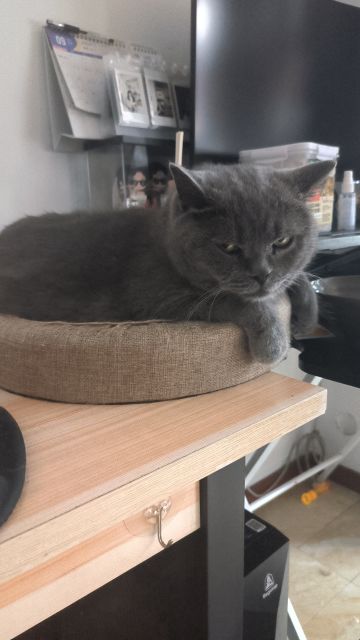 ‘后巷牙’狼人皮肤登场！