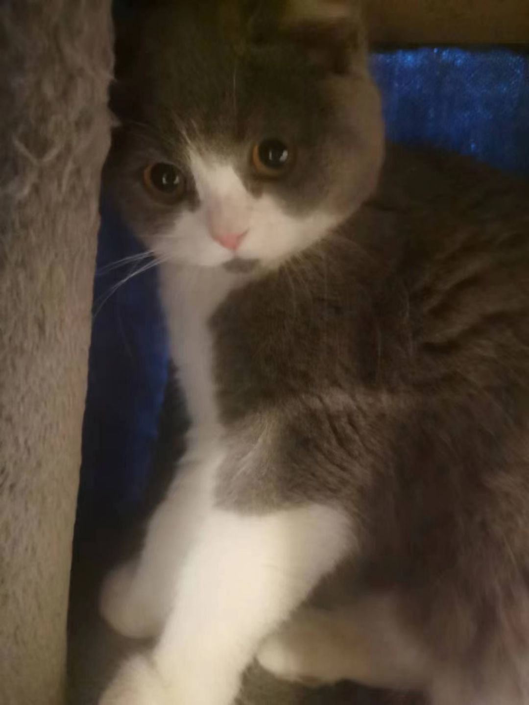 汤圆 2