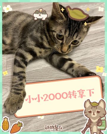 动物餐厅兑换码~ 2025.7.8