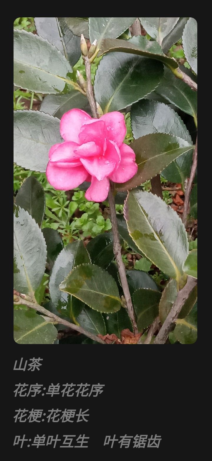 妙手拍花 3