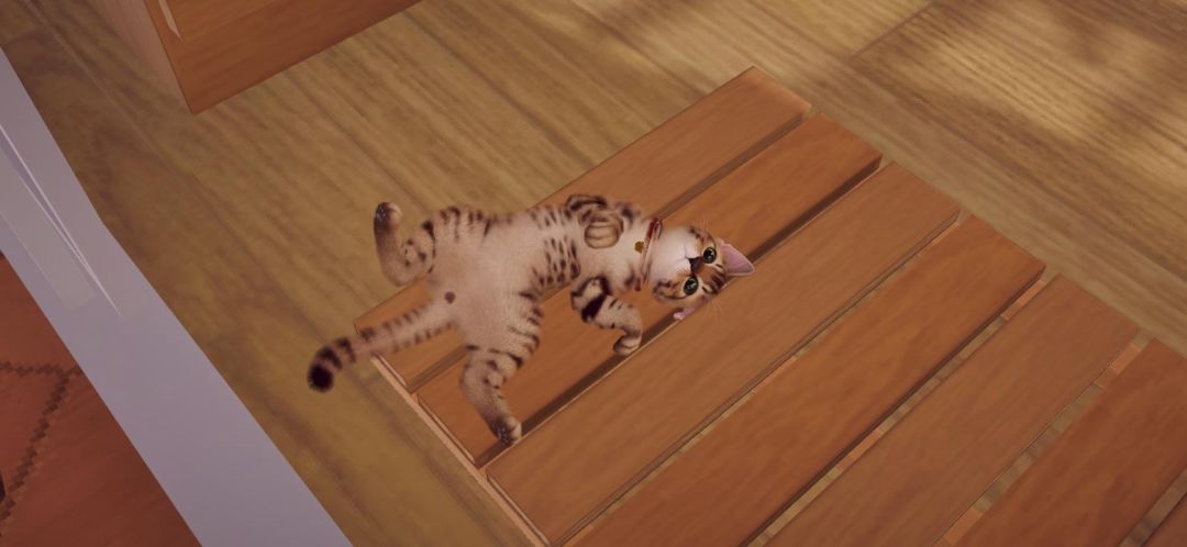 我的猫 4