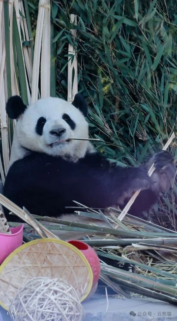 周年直播礼包码