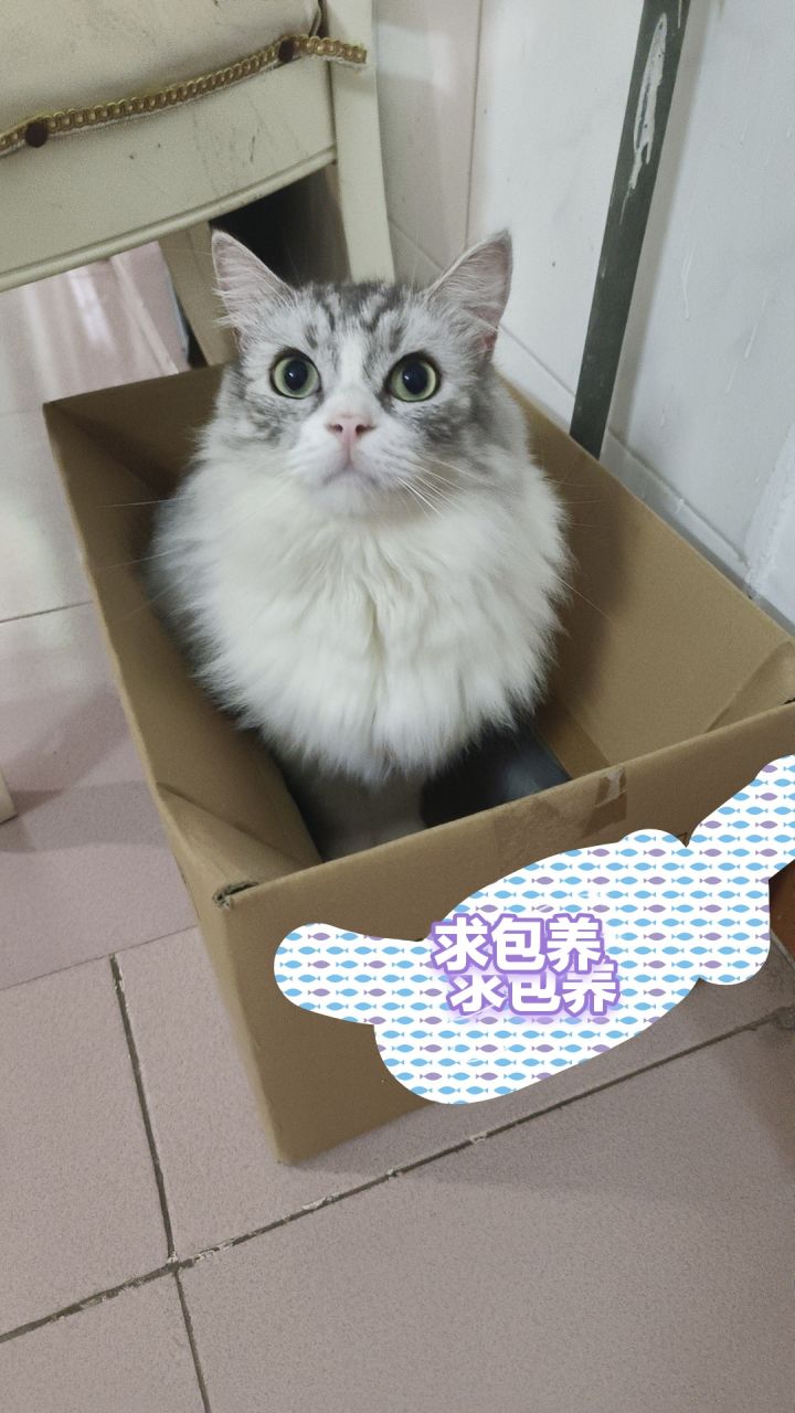我的决斗奖励呢?截图