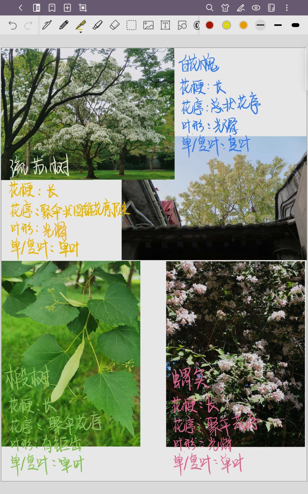 妙手拍花🌸 2