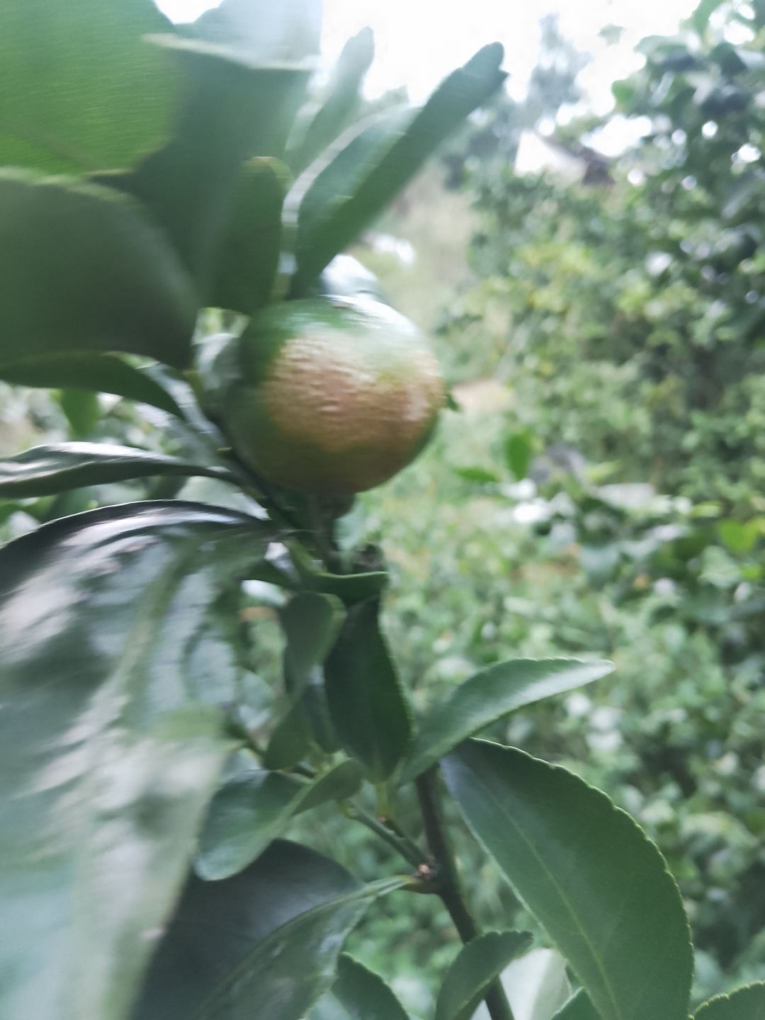 动态图片 6