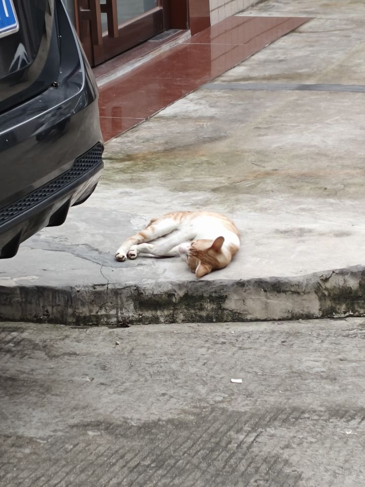 猫猫真可爱截图
