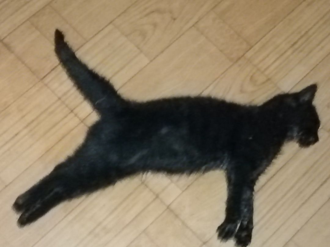 爱猫TV/哈基冻 1