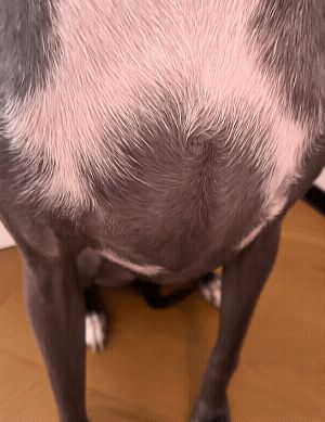 真红疾跑小技巧截图
