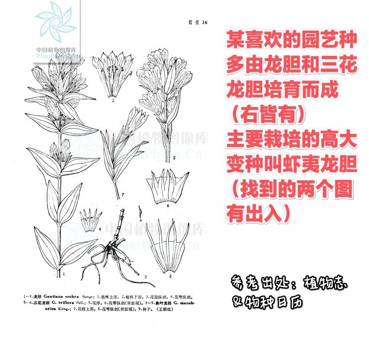 鬼切家纹改为含苞待放的龙胆暗示其稚嫩 3