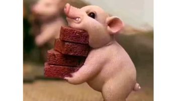 彩虹岛手游：竟然还能搬砖？？快来学学