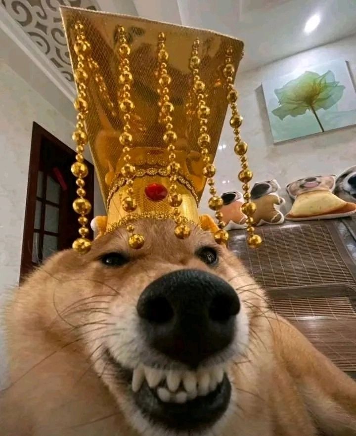 入坑四天萌新,求个师傅辅导 2