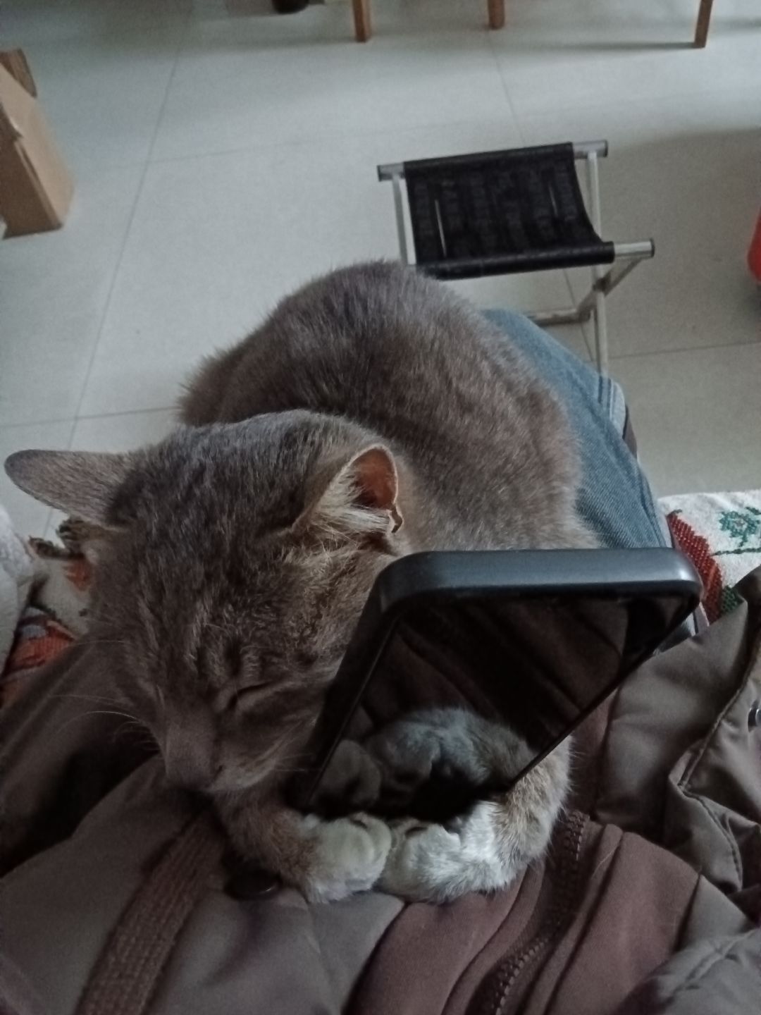 小猫咪那么可爱~谁会讨厌小猫咪呢? 2