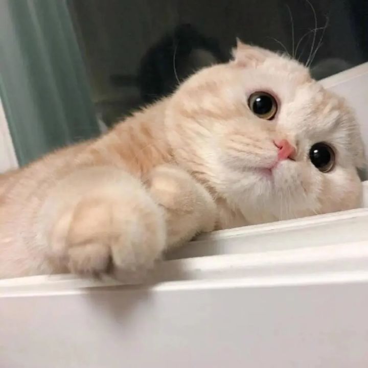 版号截图