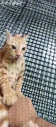 林克萌新一发出截图