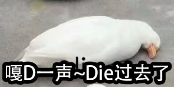 关于今晚蹲点签到花灯时，发现数据不同的公告