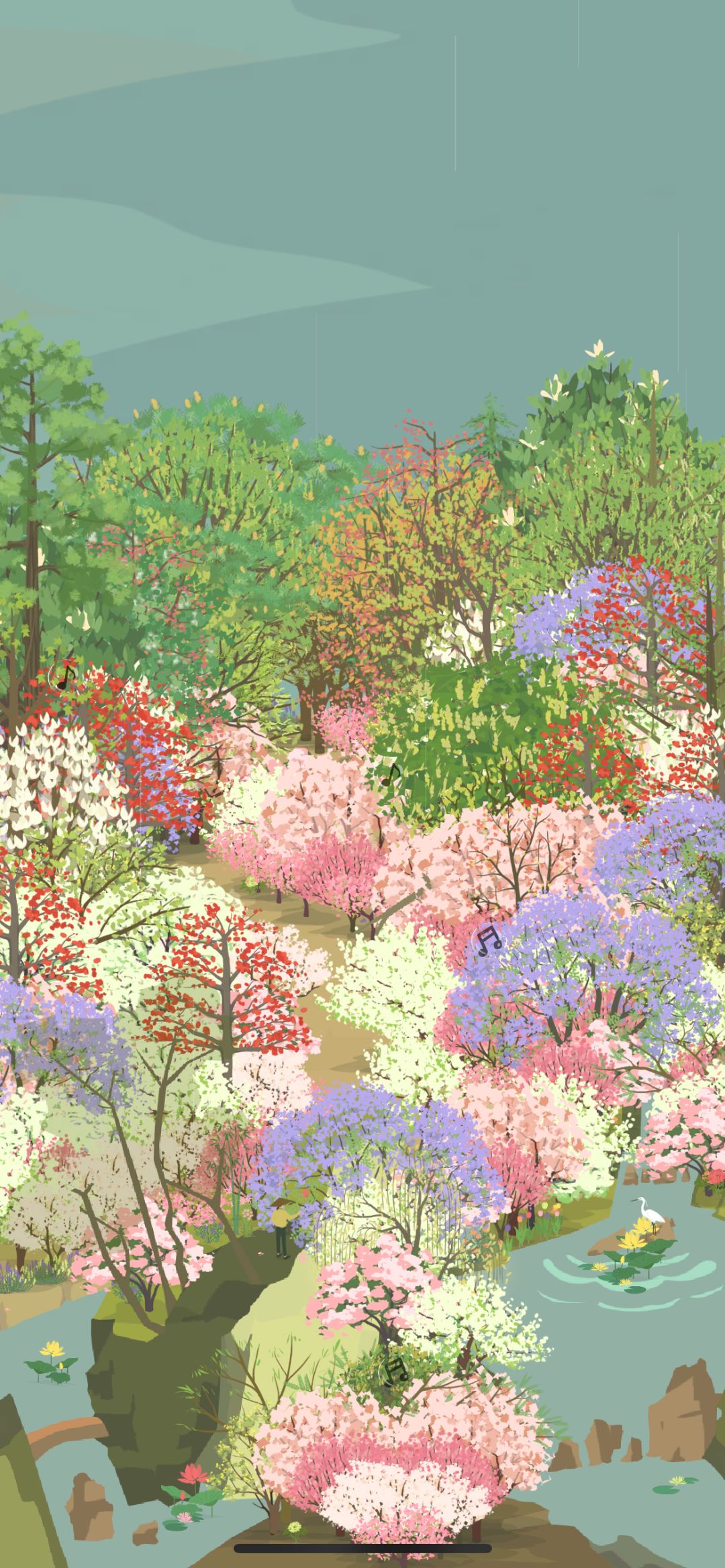 蓝花楹开啦 1