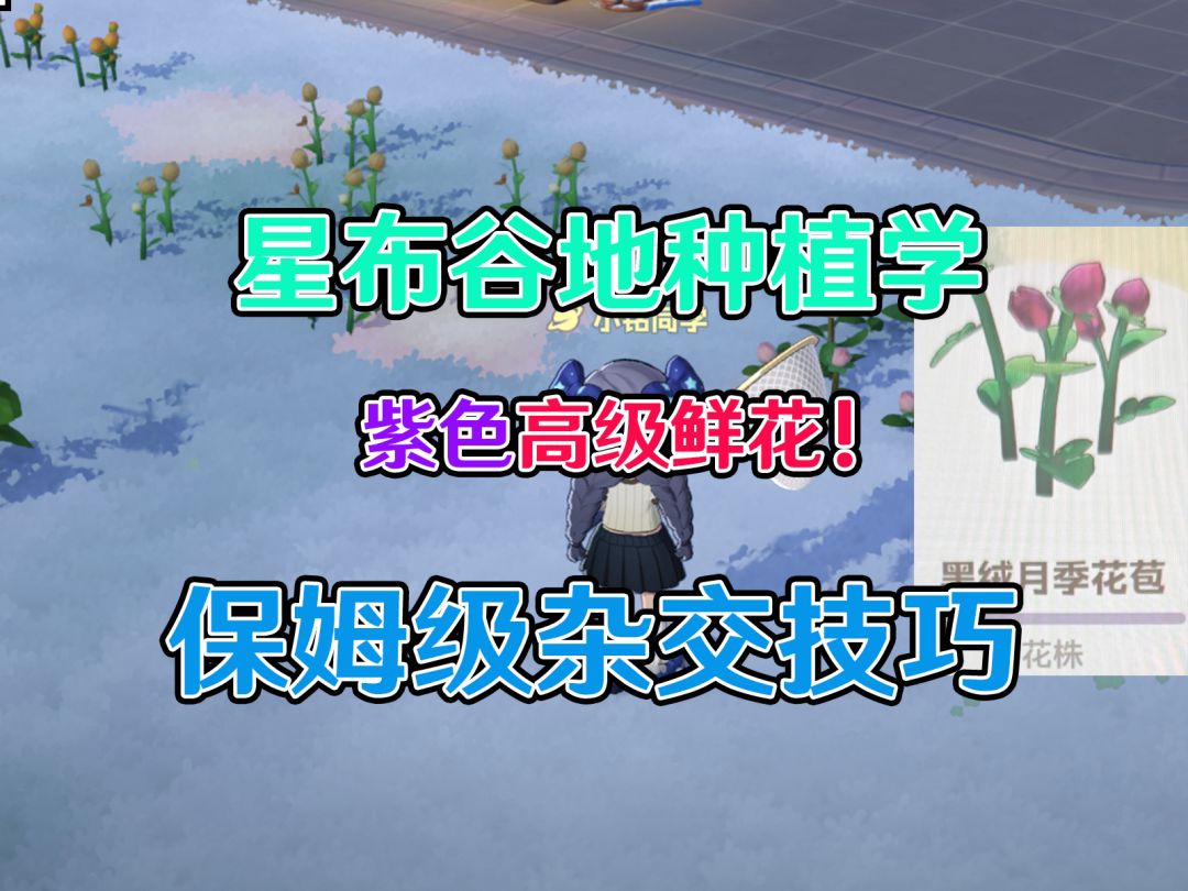【星布谷地】种植学必修一：鲜花杂交导论！高阶紫色鲜花产出攻略截图