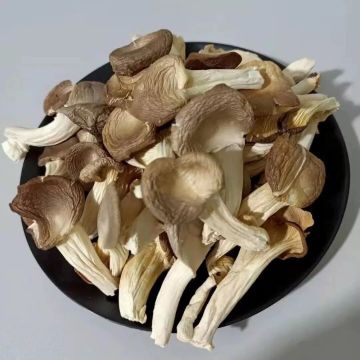 干货小贴士（3.6更新）