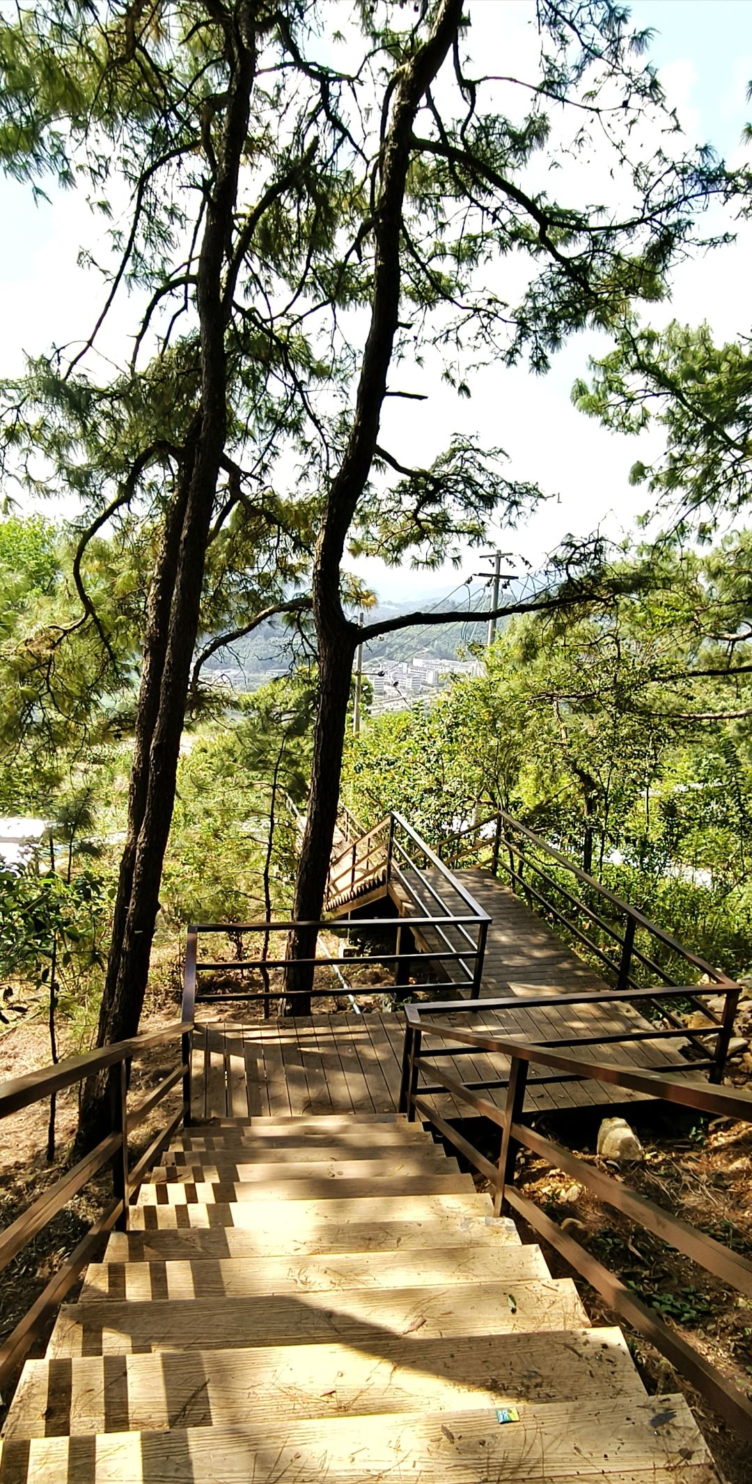 🚶🏽♂️🌻🌞🌳 4