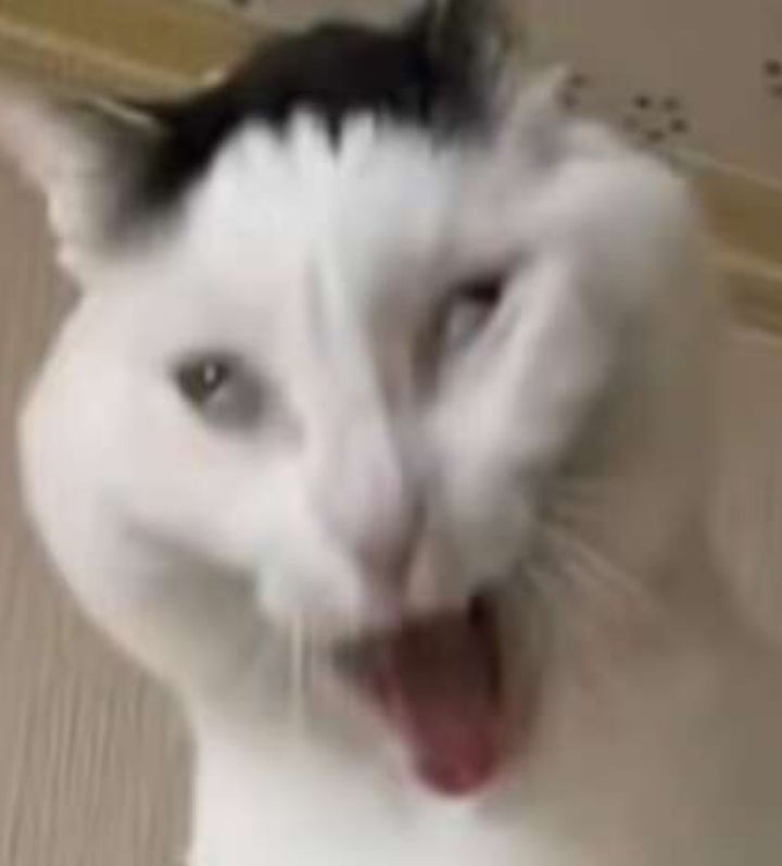 繁育截图